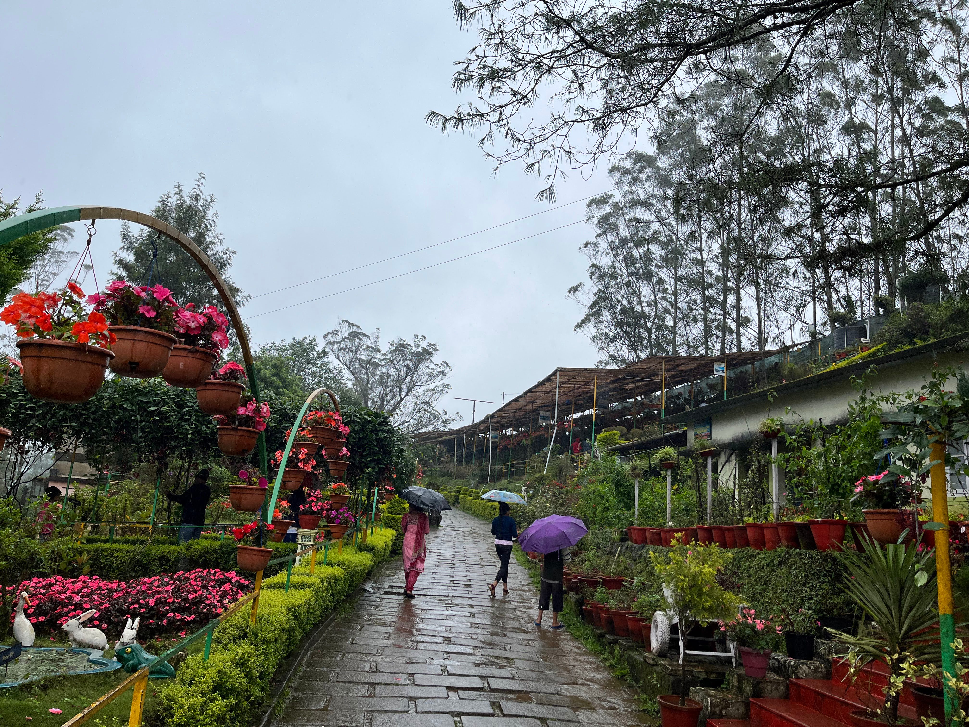 Flower-lined stone path winding through the terraced gardens at Rosegardens Homestay in the Munnar hills