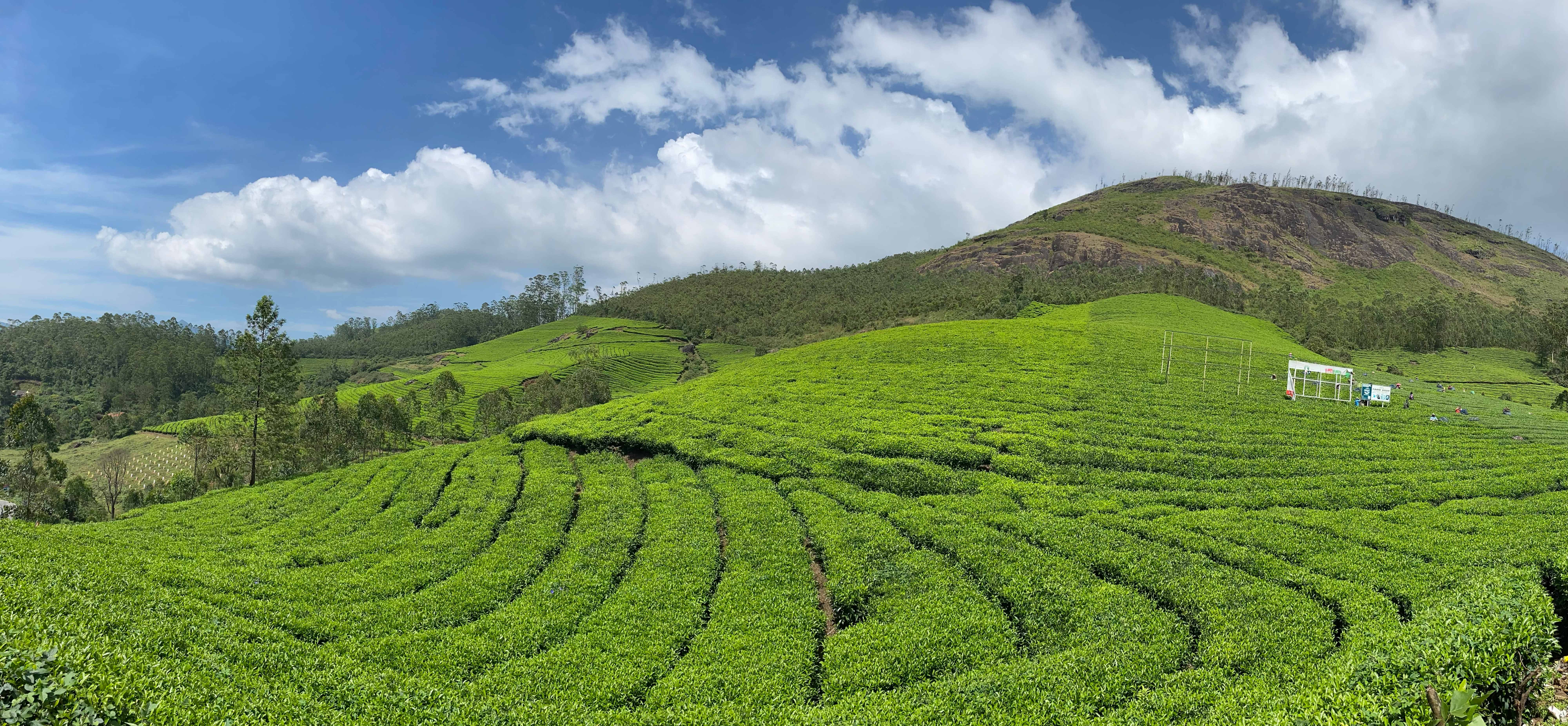 Rolling tea-covered hills under a bright sky in the Munnar highlands